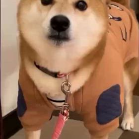 ゆずひこの画像