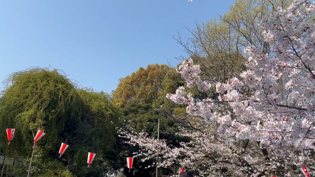 お花見びよりの記事動画