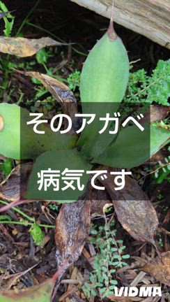 アガベの病気と薬〜炭疽病と害虫アガベマイトとアザミウマの記事動画