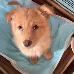 あくび犬（動画）の画像