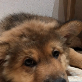 眠いもふもふをもふもふするだけの動画の画像