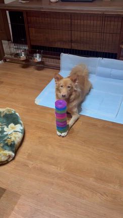 愛犬へのいたずらの記事動画
