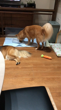 綺麗好きすぎる愛犬の特技（動画）の記事動画