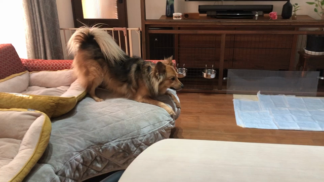 遊んであげてくださいの記事動画