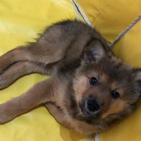 もふもふが眠いだけの動画の画像