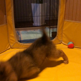 親分！　てぇへんだ！（動画）の画像
