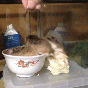 お祭り騒ぎの画像