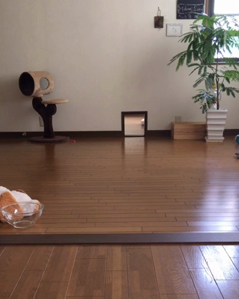 猫窓を愛する赤ちゃんと ものすごく悩んでいること…の記事動画