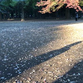 秋さんぽの画像