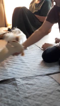 MOCOちゃん、ちょっぴり成長しました。の記事動画