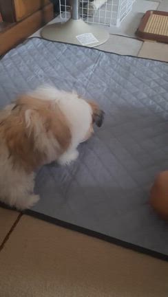 MOCOちゃんのお留守番の記事動画
