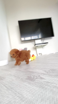 ♡キング♡の記事動画