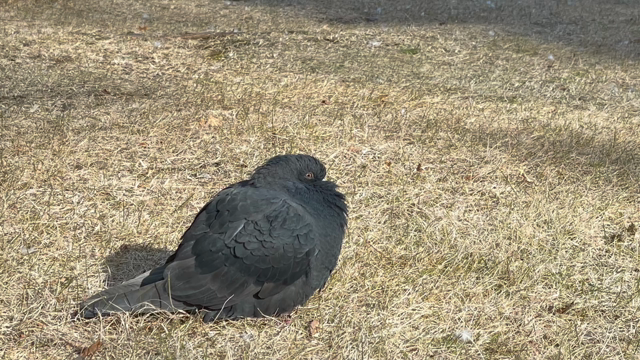 もふもふ鳩さんの記事動画