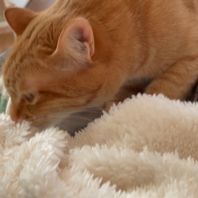 葬儀を終えて〜49日の納骨と初盆の画像