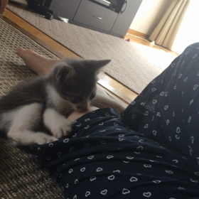 元気なやつの画像