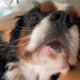 昼下がりのお散歩後の画像