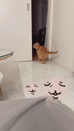 見上げてゴロニャン（モンちゃん近況）の記事動画