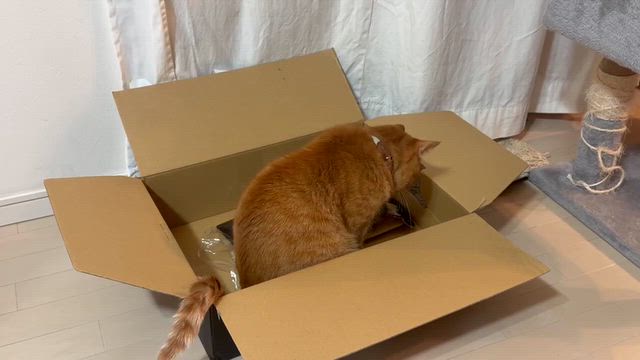 見上げてゴロニャン（モンちゃん近況）の記事動画