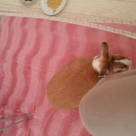 ダディの画像
