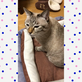 あみちゃんのお返事の声の画像