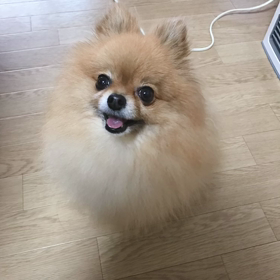 今日は愛犬の日の画像