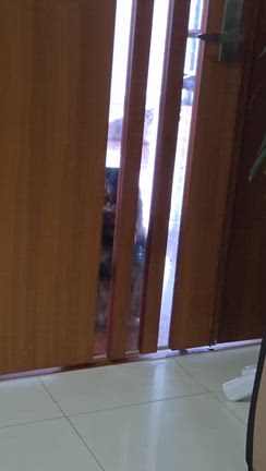 今日のネコ達 3匹ともリビングでの記事動画