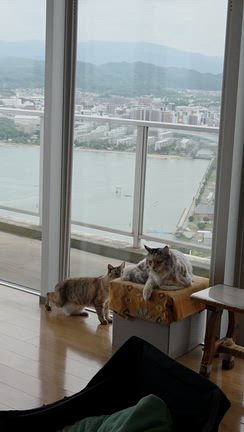 今日のネコ達  猫パンチにビックリ‼️の記事動画
