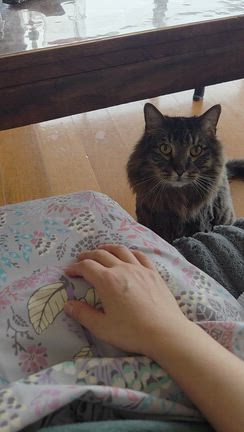 今日のネコ達 　猫だけど犬みたいの記事動画