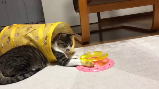 ねこのきもちとぐっちゃんの記事動画