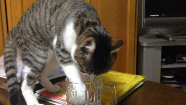 ぐっちゃんのお水の飲み方♡の記事動画