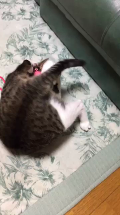 期待を裏切らないニクいやつ、その名はぐっちゃんの記事動画