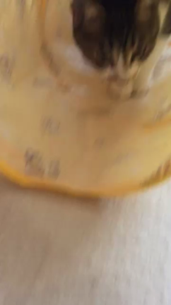 ぐっちゃんの秘密基地の記事動画
