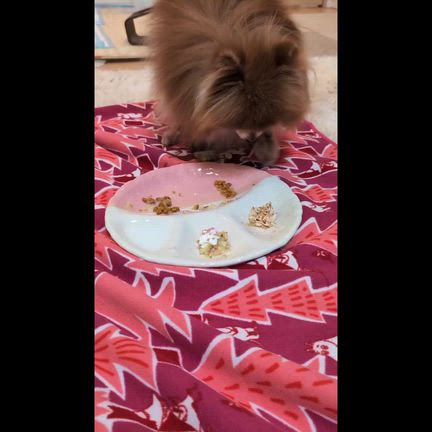 まろたんずハピバ飯(≧▽≦)の記事動画