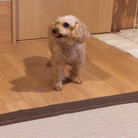声がの画像
