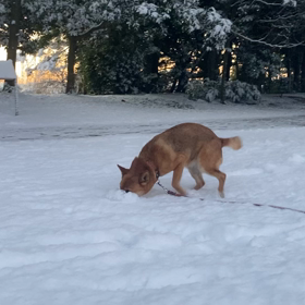 初雪の画像