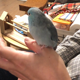 我が家の暴風の画像