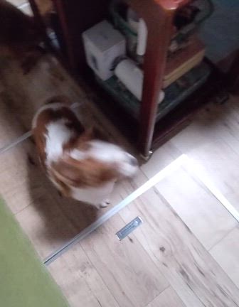 ご飯タイムの姫花の記事動画