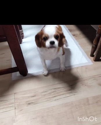 姫花、腹部エコーするの記事動画