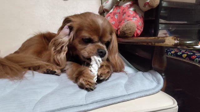 姫花　うちの子一ヶ月の記事動画