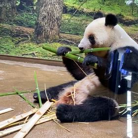 学び直しと上野動物園パンダの画像