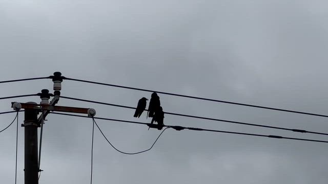 親子？の記事動画