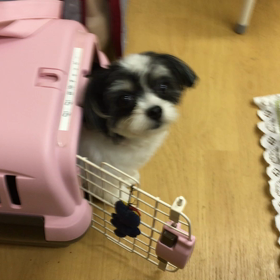 だんだん自信がついた顔つきになってきましたよ。の画像