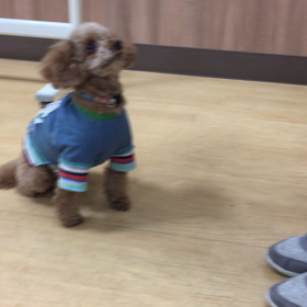 人徳ならぬ犬徳！？の画像