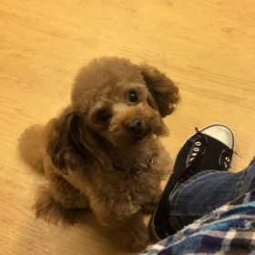キュッキュキュー。の画像