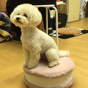最後のドヤ顔がいい  ね。の画像