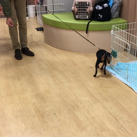 散歩どころじゃないですがな。の画像
