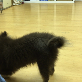 パピーって習得が早いわ。の画像