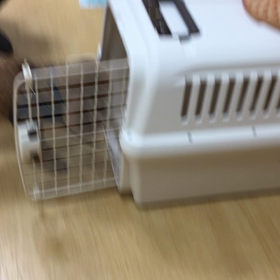 ハウスに入るお稽古だよ。の画像