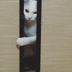 ＊うちのねこ＊の画像