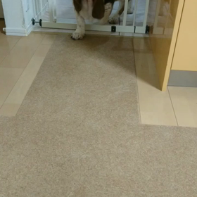 犬の成長痛の画像
